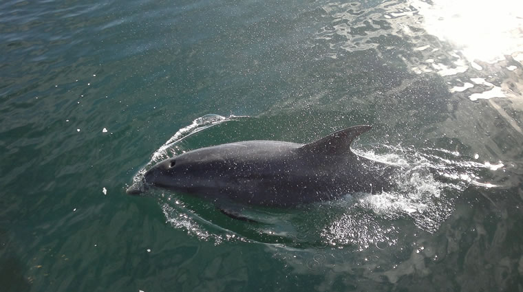 dolphin
