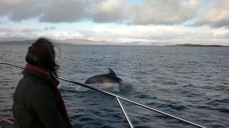 dolphin2