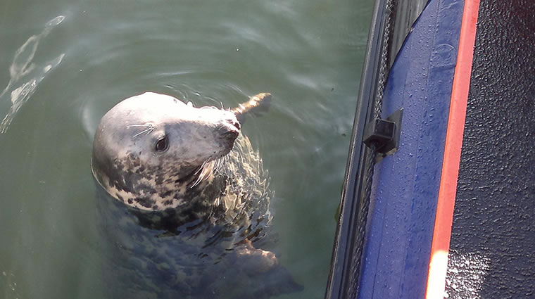 seal