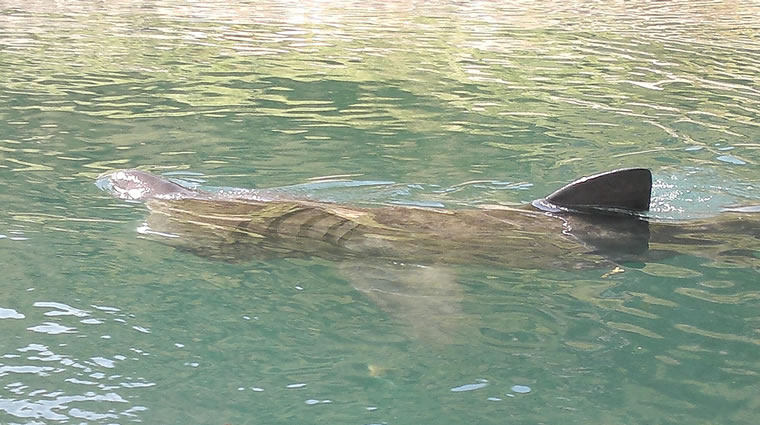 shark2
